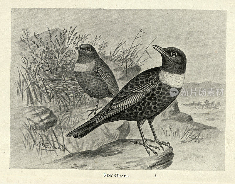 环ouzel, Turdus torquatus，画眉科Turdidae的一员，鸟类野生艺术